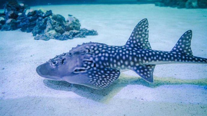 Dos rayas tiburón críticamente amenazadas se incorporan al Oceanogràfic desde el acuario japonés de Okinawa