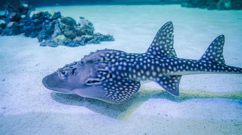 Dos rayas tiburón críticamente amenazadas se incorporan al Oceanogrfic desde el acuario japonés de Okinawa