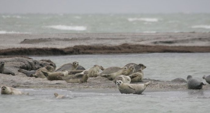 Focas jóvenes del Caspio descansando en un lugar de descanso.
