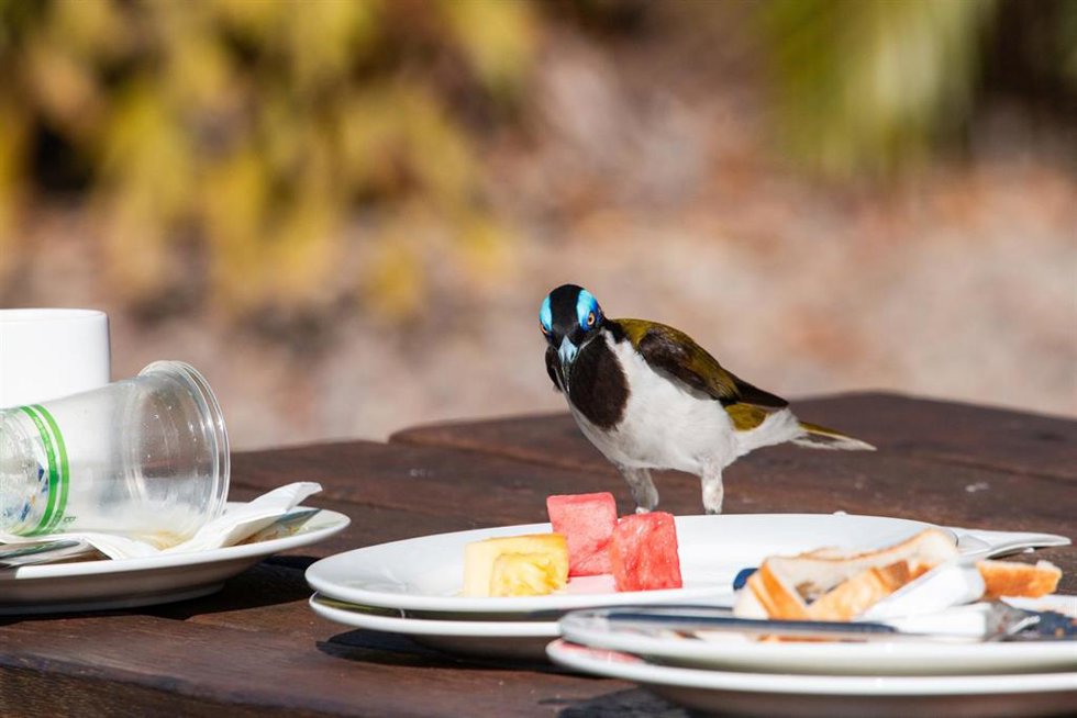 Un pájaro junto a un plato de comida.
