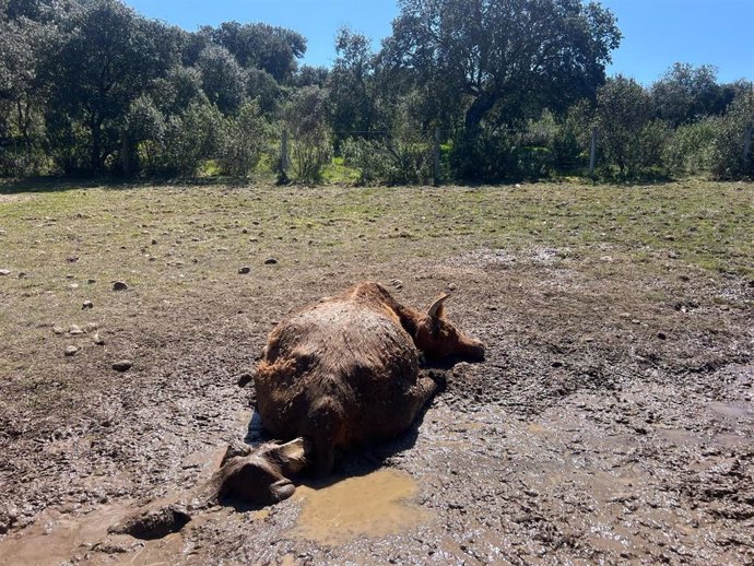 Cadáver de la vaca junto a su ternero tras ser atacadas por los buitres.