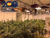Ocho detenidos en las Tres Mil por 1.800 plantas de marihuana y tres en un club de cannabis de la Macarena