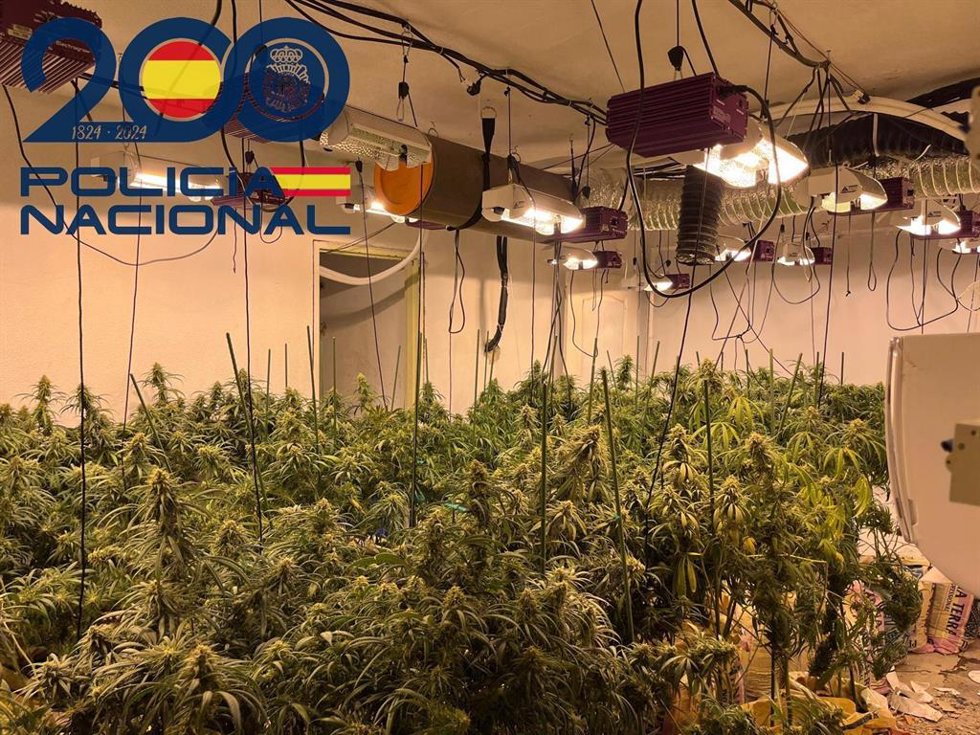 Una de las plantaciones intervenidas en el Polígono Sur