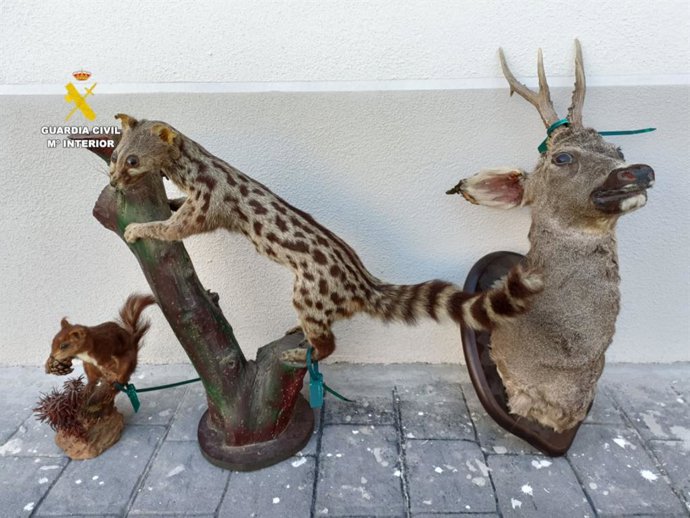 Investigada una persona per vendre per internet animals naturalitzats protegits