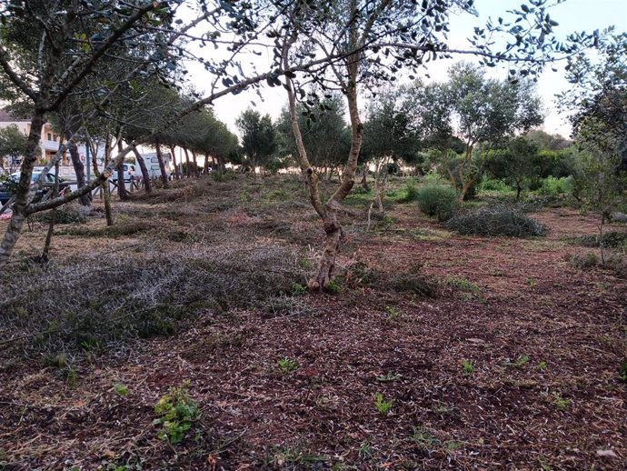 Un cortafuegos creado en una zona de pinares de Puerto Real como medida preventiva ante incendios forestales.