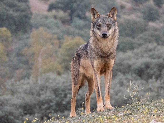 Lobo Ibérico