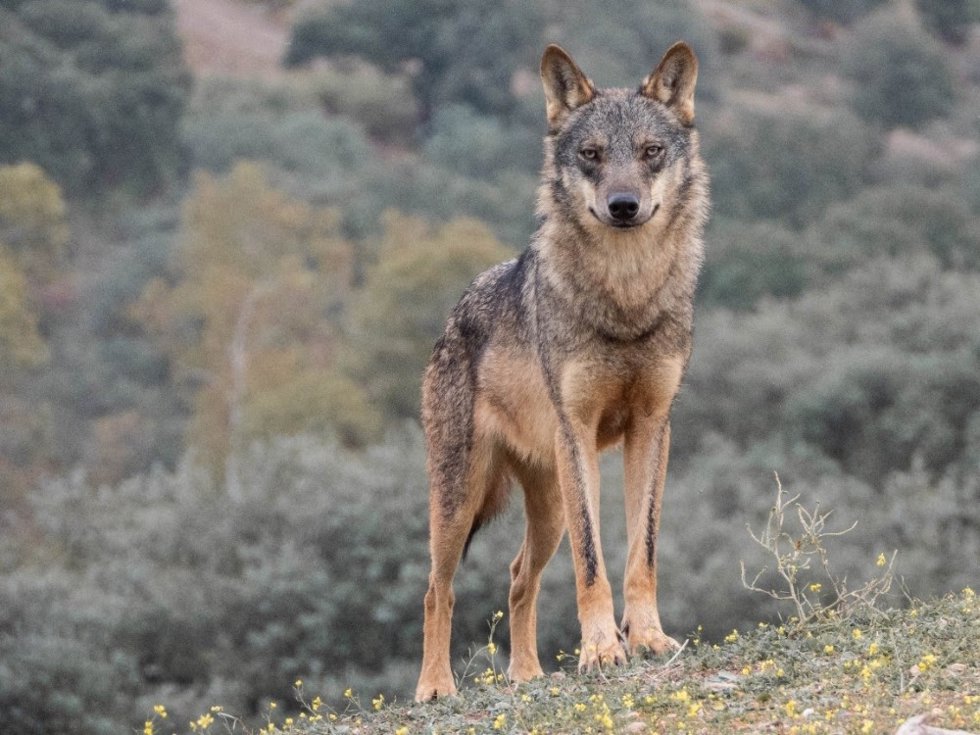 Lobo Ibérico
