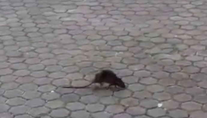 Imagen de una rata en el acerado de una calle de las que está recibiendo estos días la asociación.