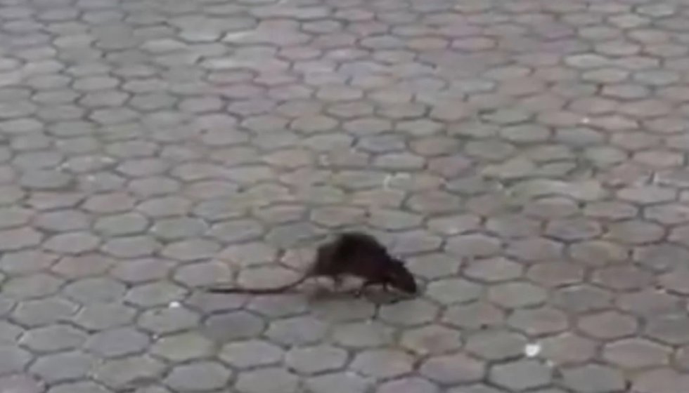 Imagen de una rata en el acerado de una calle de las que está recibiendo estos días la asociación.