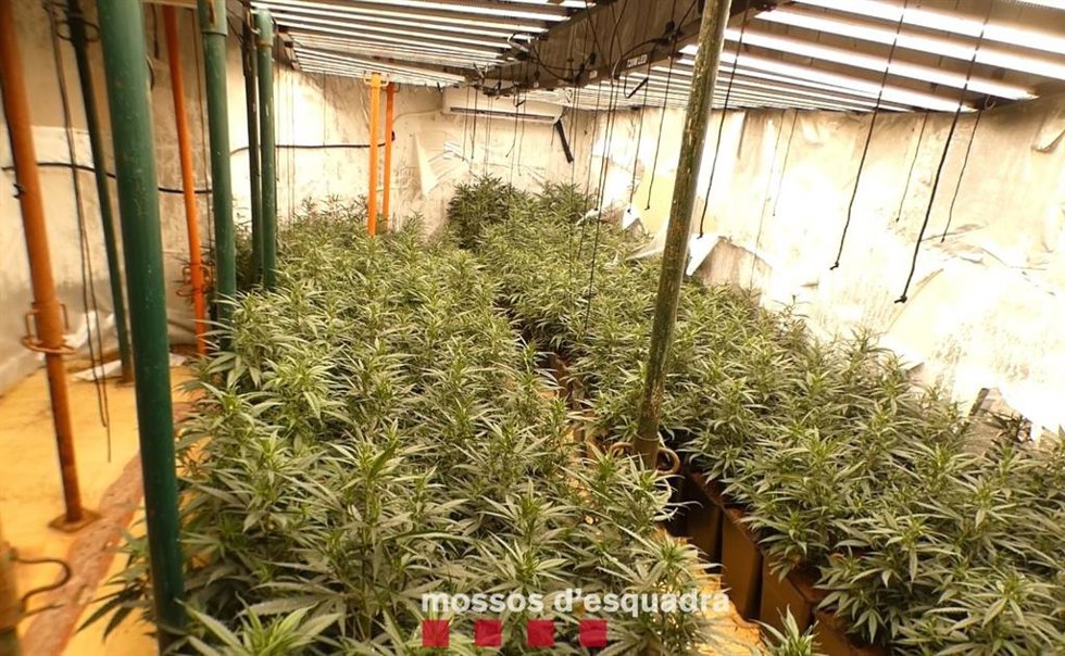 Plantación de marihuana del immueble.