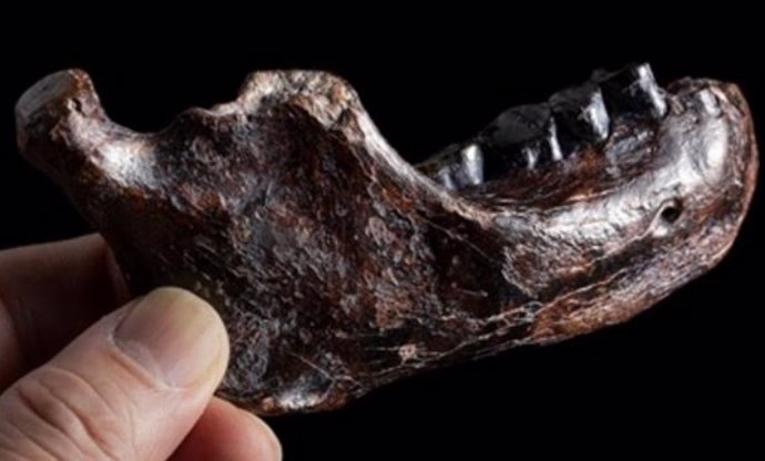 A mandíbula do Denisovan de Taiwan tem uma morfologia robusta.