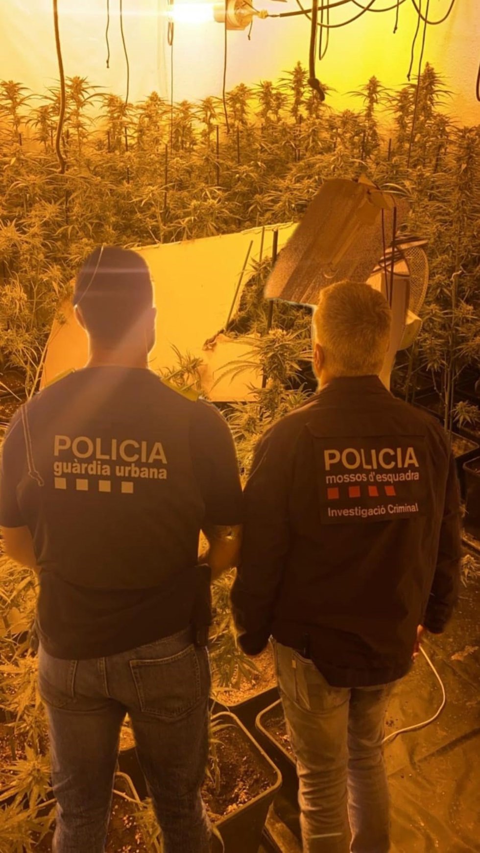 Inmueble de la plantación de marihuana.
