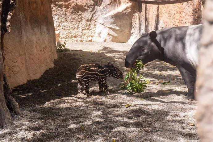 Cría de tapir malayo en Bioparc Fuengirola da primeros pasos exterior