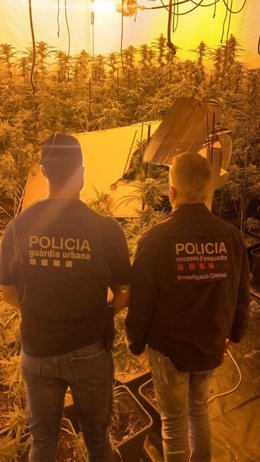 Immoble de la plantació de marihuana