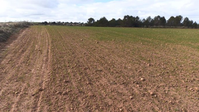 Archivo - Campo de cultivo afectado por la presencia de conejos.