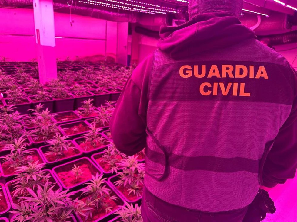 Cultivo de 810 plantas de marihuana en el interior del inmueble de Vilamacolum (Girona).
