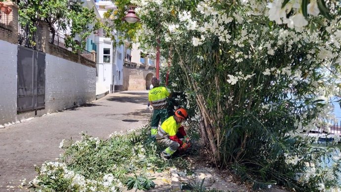 Archivo - Operarios trabajando en el Paseo de la O, en Triana.