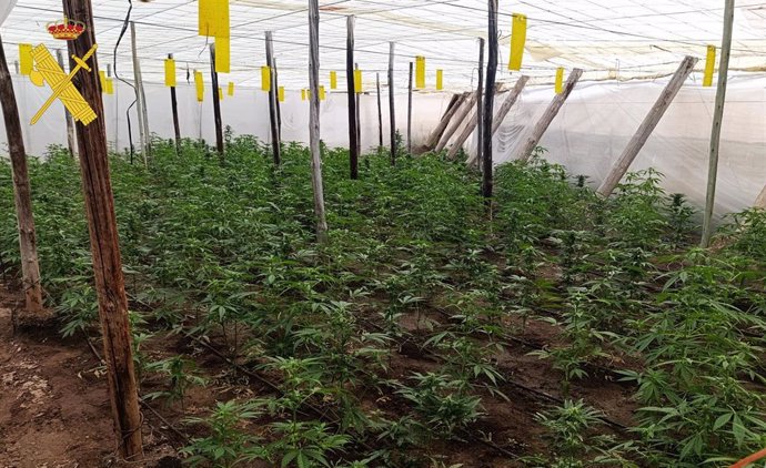 Plantación de marihuana intervenida en un invernadero de Adra (Almería).