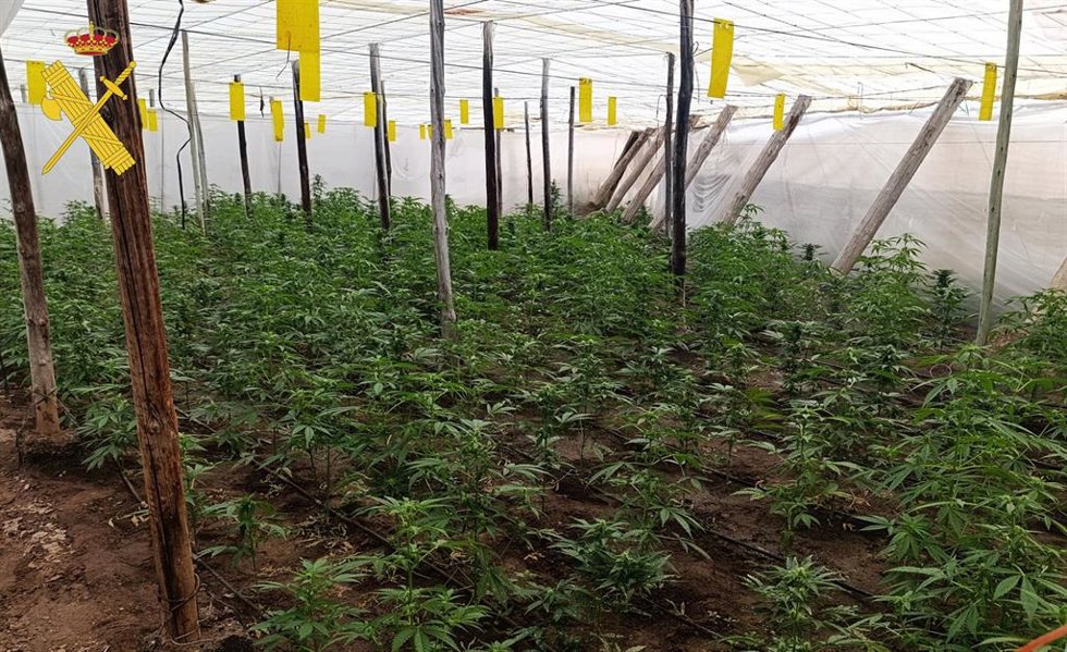 Plantación de marihuana intervenida en un invernadero de Adra (Almería).