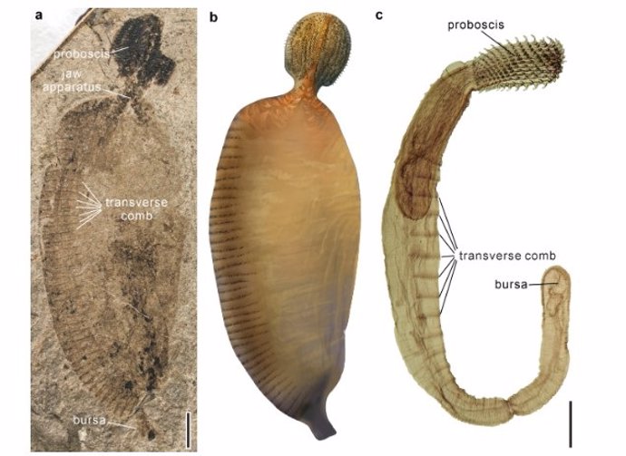 Juracanthocephalus (a, vista general; b, reconstrucción artística) y comparación con Acanthocephala actual (c). Barras de escala: 2,0 mm (a, b), 0,5 mm (c).