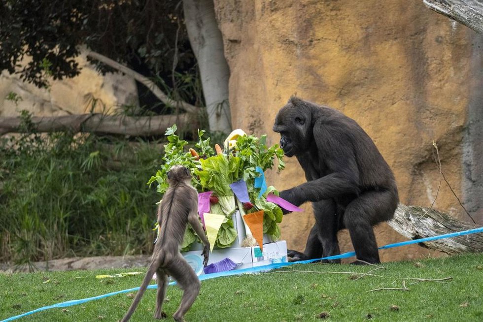 Bioparc Valncia celebra el sexto cumpleaños del gorila Félix, "motivo de esperanza" para la conservación