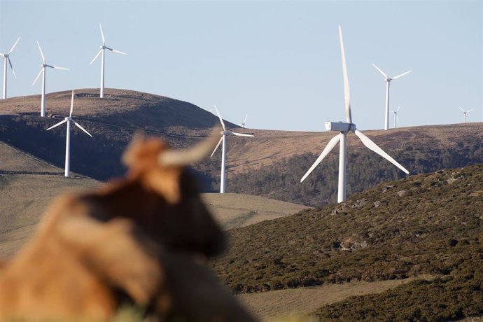 Archivo - Una vaca reposa tumbada frente a aerogeneradores en el Parque eólico de Montouto, de la Serra do Xistral.