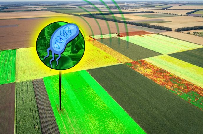 Ingenieros del MIT modificaron bacterias para producir señales hiperespectrales que pueden detectarse a una distancia de hasta 90 metros. Su trabajo podría impulsar el desarrollo de sensores bacterianos para la agricultura, por ejemplo, para monitorear la