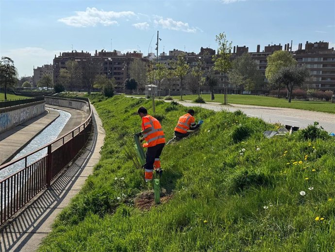 Plantación de 90 árboles en el Parque Universidad de Huesca.
