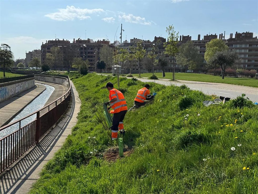 Plantación de 90 árboles en el Parque Universidad de Huesca.