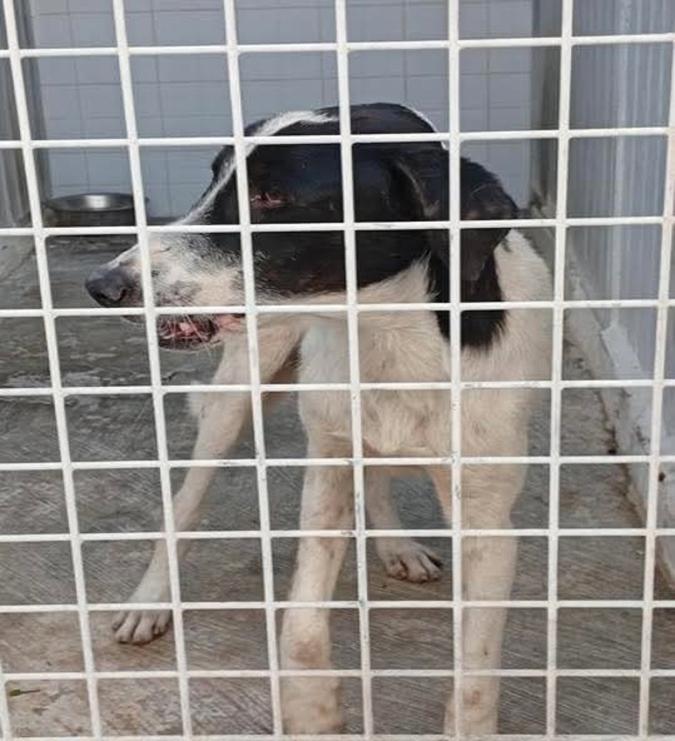 Melilla reporta un segundo caso de rabia en perro detectado en la frontera con Marruecos.