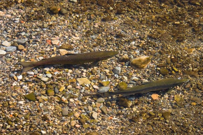 Archivo - Pesca.- Rural.- La Coordinadora Ecologista acusa a Principado y pescadores de "acabar con los pocos salmones que quedan"