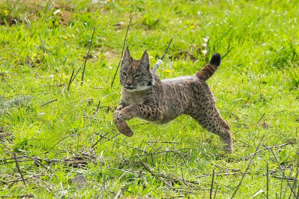 Archivo - Lince ibérico puesto en libertad.