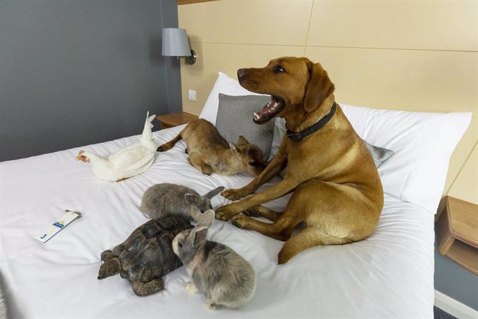 Archivo - Alohjamiento 'pet-friendly'