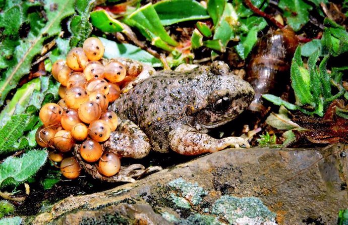 Sapo partero bético localizado en el Parque Regional de Sierra Espuña.
