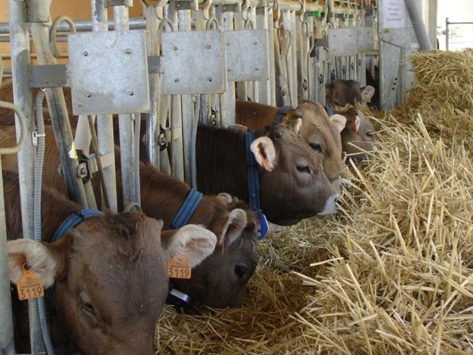 El CITA desarrolla estudios sobre la incorporación de guisante y otros recursos locales en el cebo de terneros.