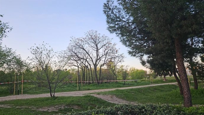 Arrancan los trabajos previos de trasplante de árboles de cara a la ejecución del cantón de Montecarmelo.
