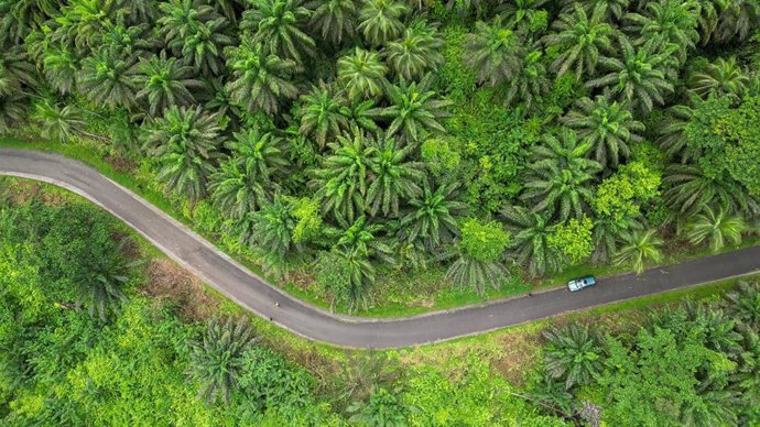 El bicampeón del mundo de maratón Abel Antón y Pangea lanzan un 'viaje de autor' solidario para correr la Maratón y descubrir la isla de Santo Tomé.