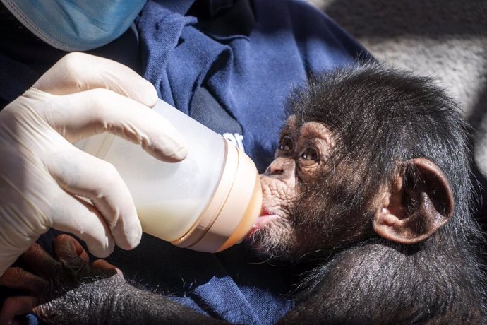 Ekon, el chimpancé nacido en el Bioparc Valencia