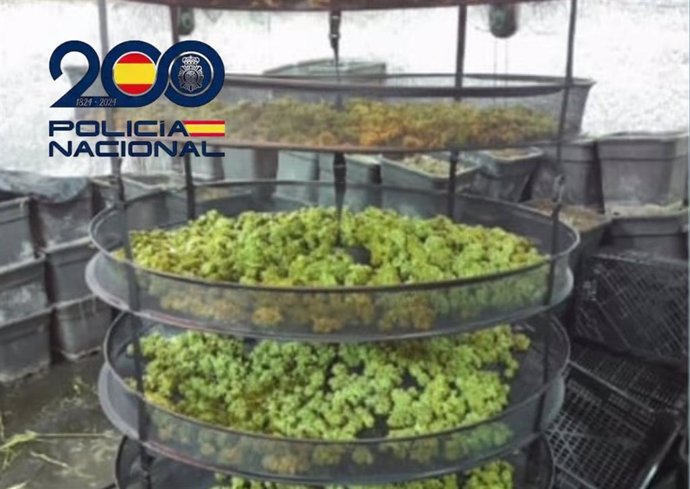 Cogollos de marihuana incautados en un operativo en Sanlúcar