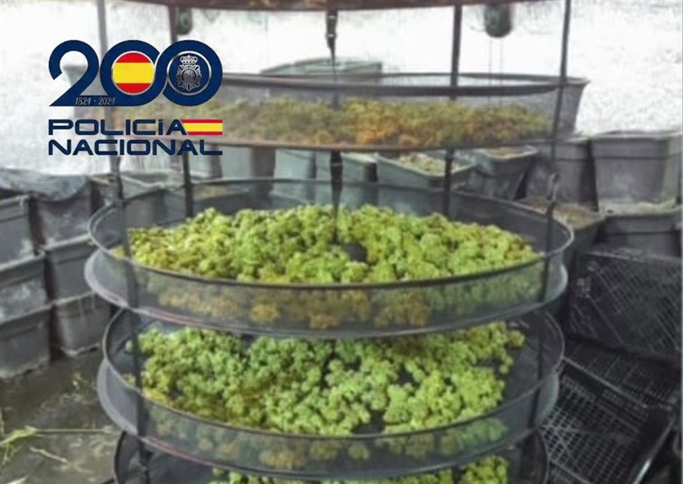 Cogollos de marihuana incautados en un operativo en Sanlúcar