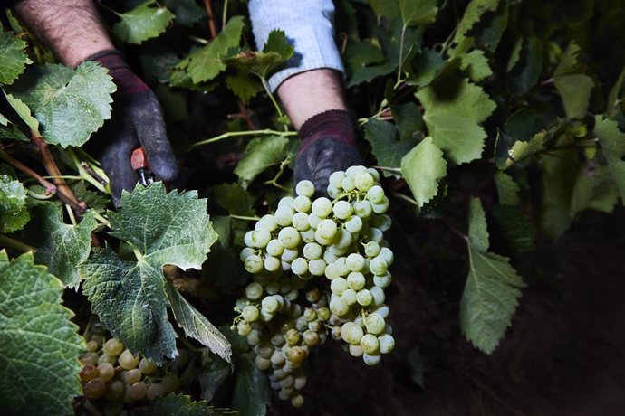 Archivo - Detalle de las manos de un vendimiador recogiendo uvas para la temporada de vendimia 2022, en el viñedo de las bodegas de Francisco Salado, a 23 de agosto de 2022, en Carrión de los Céspedes, Sevilla (Andalucía, España)