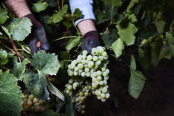 Archivo - Detalle de las manos de un vendimiador recogiendo uvas para la temporada de vendimia 2022, en el viñedo de las bodegas de Francisco Salado, a 23 de agosto de 2022, en Carrión de los Céspedes, Sevilla (Andalucía, España)