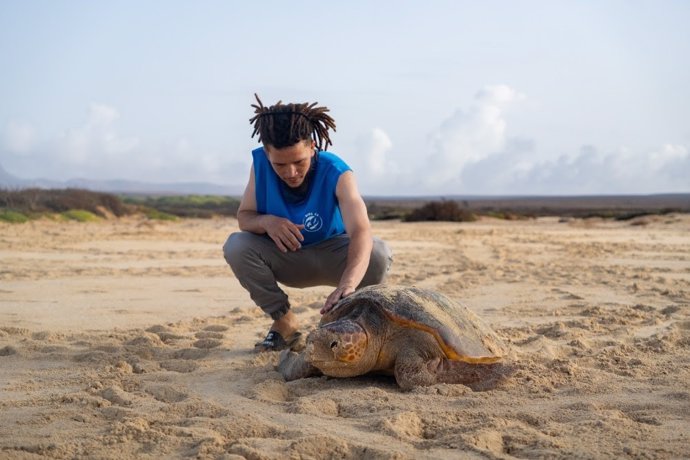 Cabo Verde registra más de 150.000 nacimientos de tortuga 'boba' en Sal y Boa Vista durante la temporada de anidación