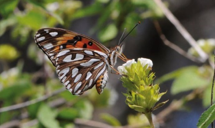 Una investigadora del CSIC advierte de que la extinción de los polinizadores amenaza la biodiversidad