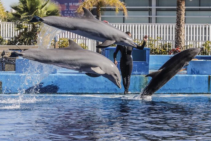 Archivo - Arquivo - Vários golfinhos no dolphinarium da Fundação Oceanogràfic, em 5 de novembro de 2021, em Valência, Comunidade Valenciana, (Espanha). Coincidindo com o quinto aniversário da Fundação Oceanogràfic, os resultados e dados são apresentados h