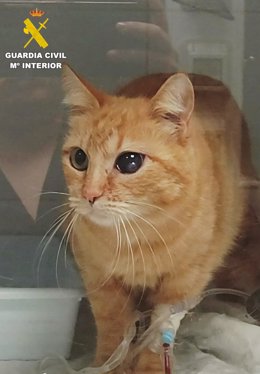 Gato herido por un vecino de La Zubia (Granada).