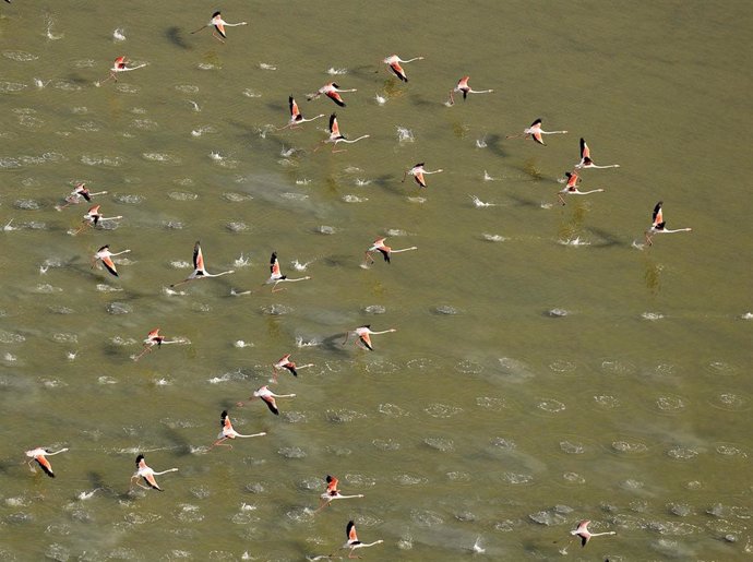 Flamencos sobrevolando Doñana.