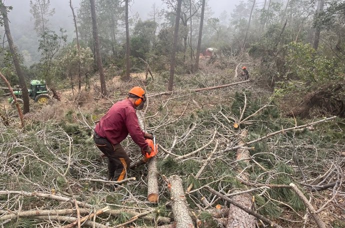 Un operario cortando madera