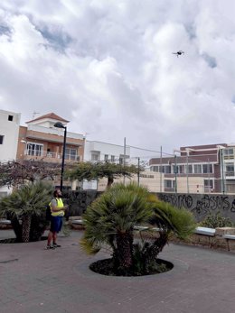 Dron del proyecto 'Paulia' para identificar especies vegetales que ayuden a reducir el calor