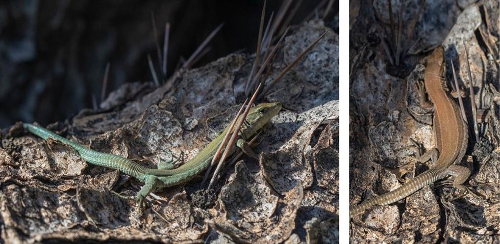 Fotografías del mismo ejemplar macho de lagartija parda (Podarcis liolepis) del Jardín Botánico, con segundos de diferencia, y desde dos ángulos de visualización distintos para ilustrar el aparente cambio en la coloración dorsal debido a la iridiscencia.
